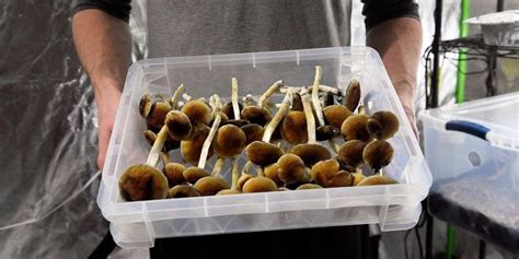 Bill to legalize 'magic mushrooms,' other psychedelics in California advances